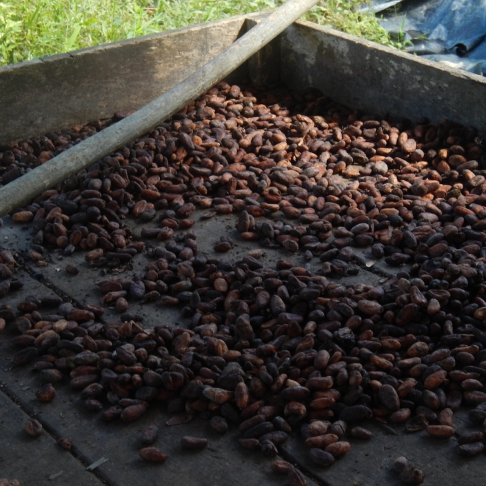 Just roasted cacao from Lisbet’s farm