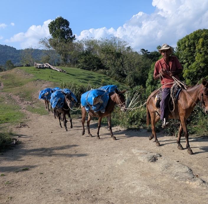 Last of this years coffee crop on the farm of Jose Manuel and Mercedes