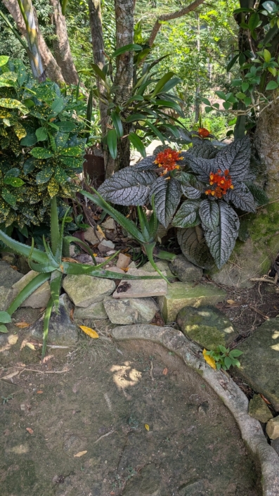 Local vegetation