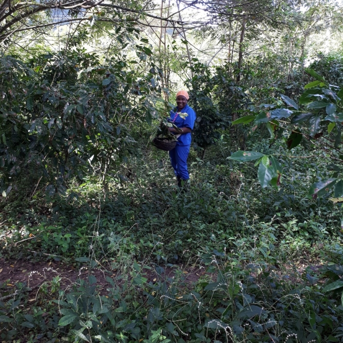 Picking coffee cherries on the coop